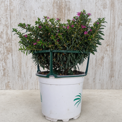 CUPHEA HISSOPIFOLIA 1.6 MACETA 16 CM